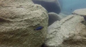 Tropheops sp. 'membe' Masimbwe Island